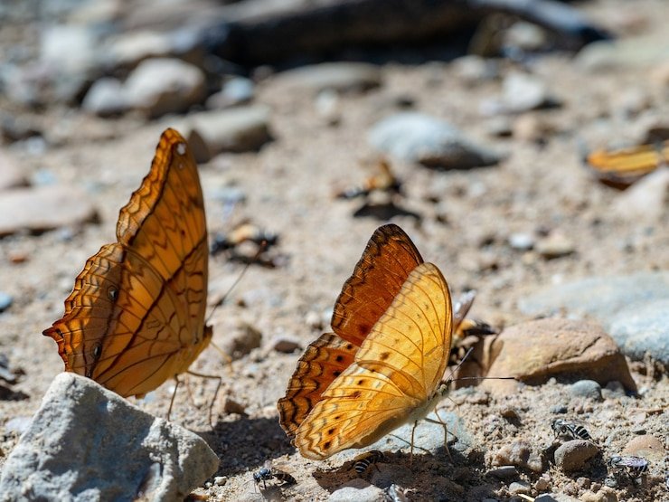 Rediscovering Resilience Amidst the Flames in Mariposa